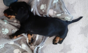 Das Foto zeigt einen schlafenden Dackelwelpen.