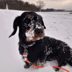 Das Foto zeigt den Dackel Kobold im Schnee mit weißer Schnauze.