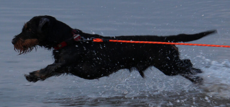 Das Foto zeigt einen angeleinten Dackel im Sprung übers Meer.
